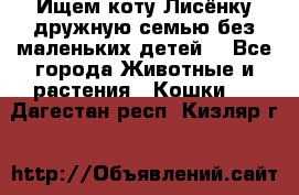 Ищем коту Лисёнку дружную семью без маленьких детей  - Все города Животные и растения » Кошки   . Дагестан респ.,Кизляр г.
